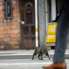 近隣繁華街のねこさん