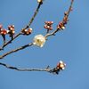 梅は咲き始めた…冬の桜は咲いてるケド…