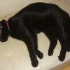 今日の黒猫モモさんの動画（猫が風呂に落ちる）－１５３