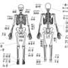 ヨガノート(4)全身の骨格について - 印刷OK！お家ヨガ入門応援企画
