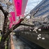 目黒川の花見