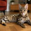 オルガ・サキユロワ🍀専門家の意見によると、猫は自分の名前を認識しますが、厳しい声は無視します