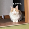 雨田甘夏、タペタムです。【猫と金目と緑目事情】