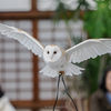 掛川花鳥園で珍しい鳥たちを見て写真を撮った記録