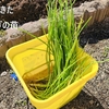 我が家の庭のミニミニ畑へ玉ねぎ苗植え！
