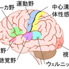 ブローカー失語とウェルニッケ失語