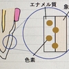 ホワイトニングの原理　歯は溶かさない？