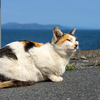 東北東部北離島のねこさん