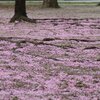 桜の水面に浮かぶ｜仙台・錦町公園