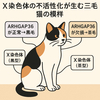 黒か茶か？三毛猫の毛色の謎、120年越しに解明
