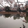 この春、一番気に入っている桜の写真