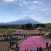 富士芝桜まつり行ってきた～オオオ～満開デス