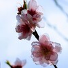 2021/03/13、庭の花