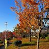 公園の紅葉