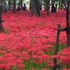 【日和田山･物見山・巾着田】曼珠沙華５００万本