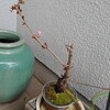 わが家の桜