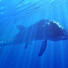 リードシクティス：ジュラ紀の海を泳いだ巨大な魚の物語