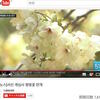 韓国の「青桜」　青色の桜？　忠清南道瑞山市の開元寺