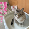 猫は新しいもの好き？