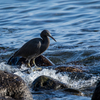 上人ヶ浜の初鳥