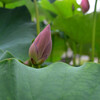 初夏の花々その５(草津市立水生植物公園みずの森