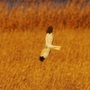 ２０２２年１２月　千葉県、茨城県にて野鳥観察。（アルパインツアーサービスの日帰り野鳥観察ツアーに参加）