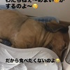 ナナ🐶大変でした😭