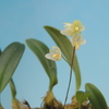 Bulbophyllum newportii