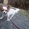 老犬ホームあん｜新人さん モモ＾＾