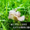 【簡単】GR2で玉ボケを撮りたいなら、雨上がりがオススメ