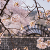 富山の桜(3)：大山町の城西用水プロムナード