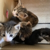三毛猫「きなこちゃん」は2歳2ケ月になりました。娘家族の愛情に包まれて先住猫2匹と一緒に穏やかに暮らしているようです。