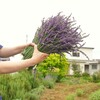 ラベンダー・グロッソは秋植えがおすすめ？春植えとの成長差と失敗しない育て方