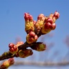 桜の蕾