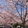 秩父三十四観音めぐり①-一番札所四萬部寺・二番真福寺（光明寺）