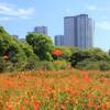 浜離宮庭園　秋のキバナコスモス｜2024年9月開花状況（東京都中央区）