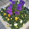 一日寒うございました、首を温めるのお勧めです