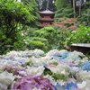岩船寺の紫陽花　ドライブイン大扇でかつ丼