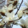 満開のハクモクレンと野草の花
