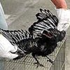 カラスなの？　白黒まだら模様の羽にびっくり