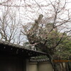３．２９．（水・晴れ）低空飛行。栗山プール。「誰もいなくなった」渡瀬恒彦。