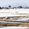 4月6日　大雪山麓、春の使者到来