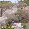 桜の一日