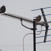 小さな鳥が大きく