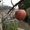 リンゴを初収穫！！
