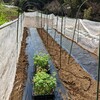 トマト苗を植え付けた!