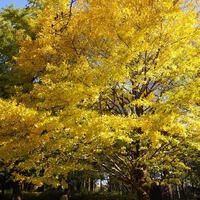 j3672のカメラ、レンズのアンテナ