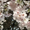 お花見しながら目黒から大井町まで歩いた日