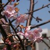 河津桜