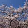 お天気が良い日が続いたので、再度、桜を見に行きましたよ